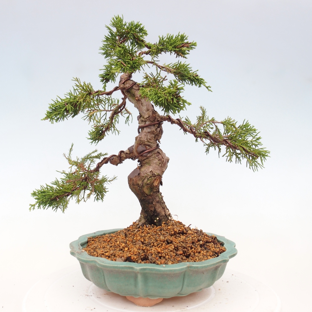 Outdoor bonsai - Juniperus chinensis Itoigawa - Jałowiec chiński