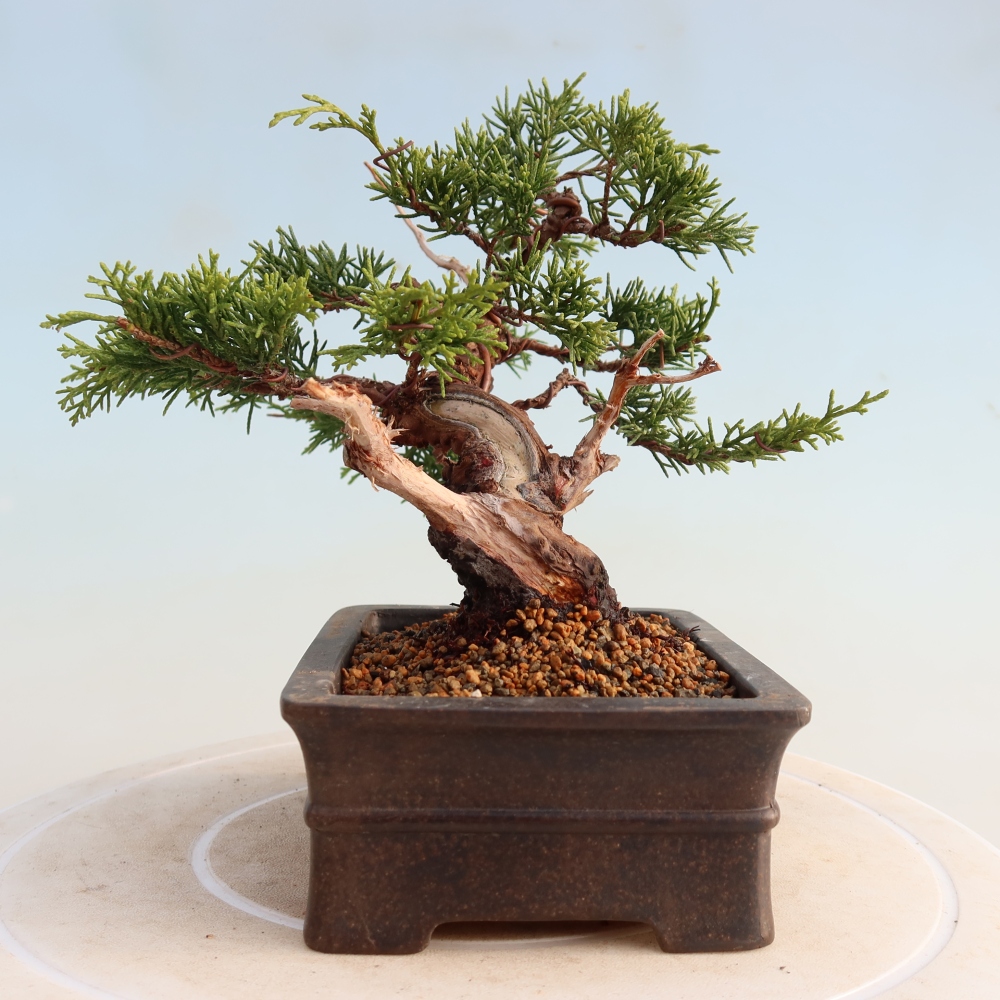Outdoor bonsai - Juniperus chinensis Itoigawa - Jałowiec chiński