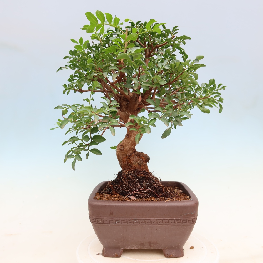 Bonsai pokojowe – Pistacia Lentiscus – Pistacja