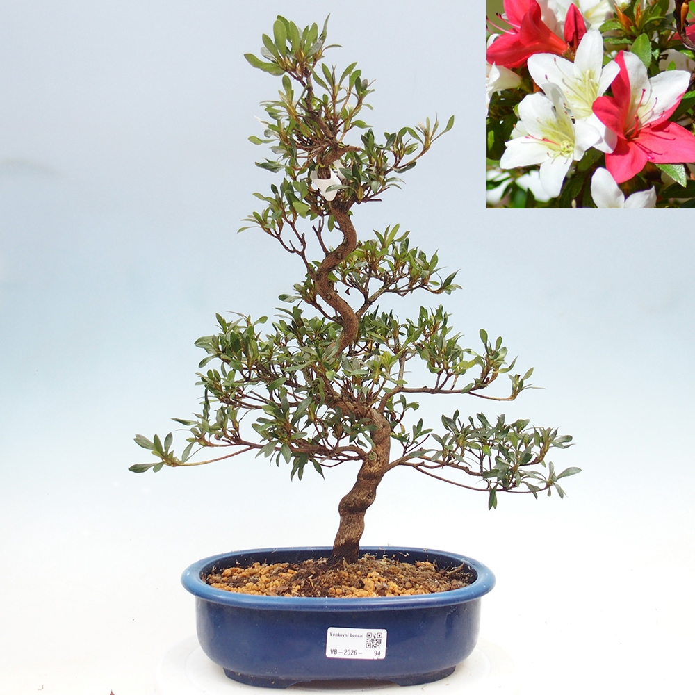 Bonsai zewnętrzne - Azalia japońska - Azalia CHIHIRO