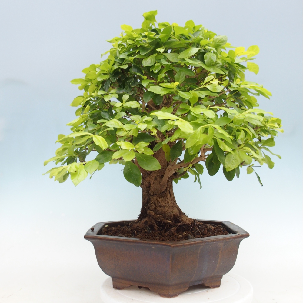 Bonsai pokojowe - Duranta erecta Aurea - WYŁĄCZNIE ODBIÓR OSOBISTY lub transport paletowy