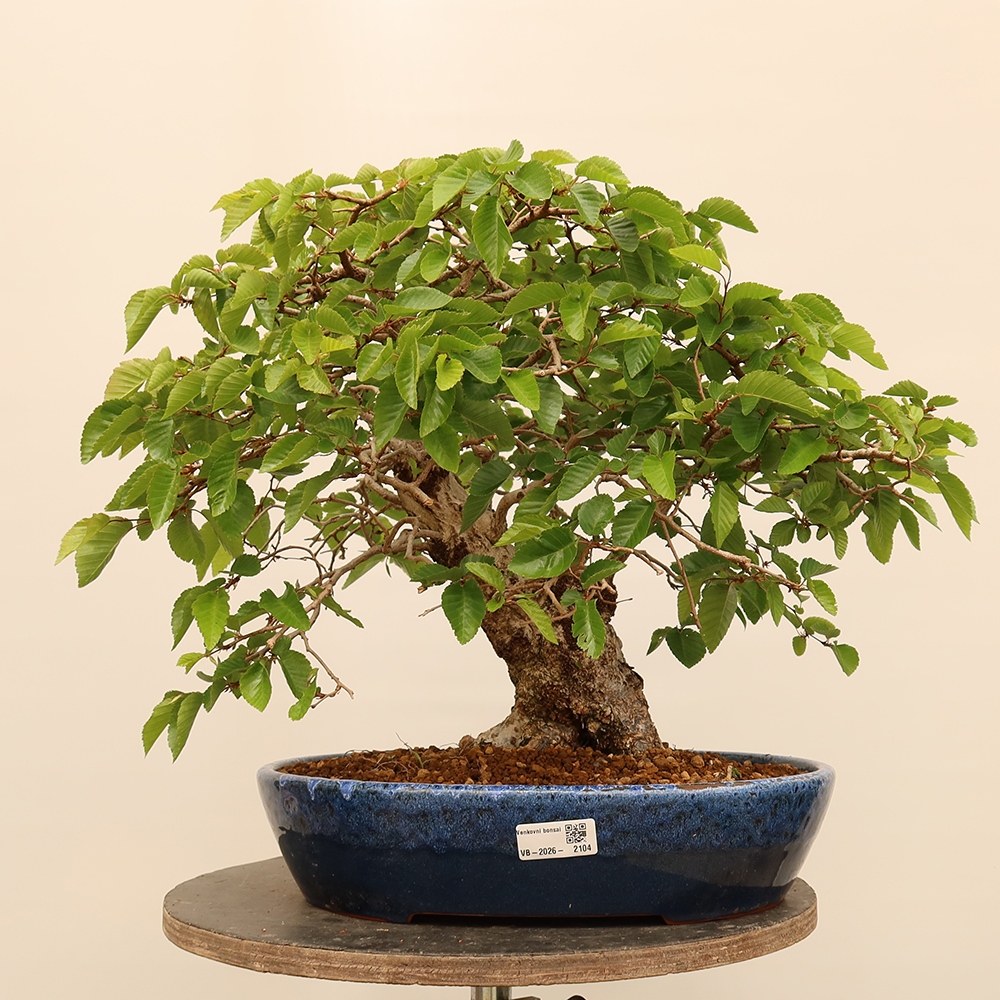 Bonsai plenerowe - Carpinus Coreana - grab koreański