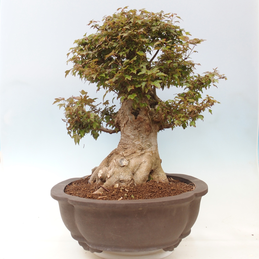 Outdoor bonsai - Acer Buergerianum - Klon Burger