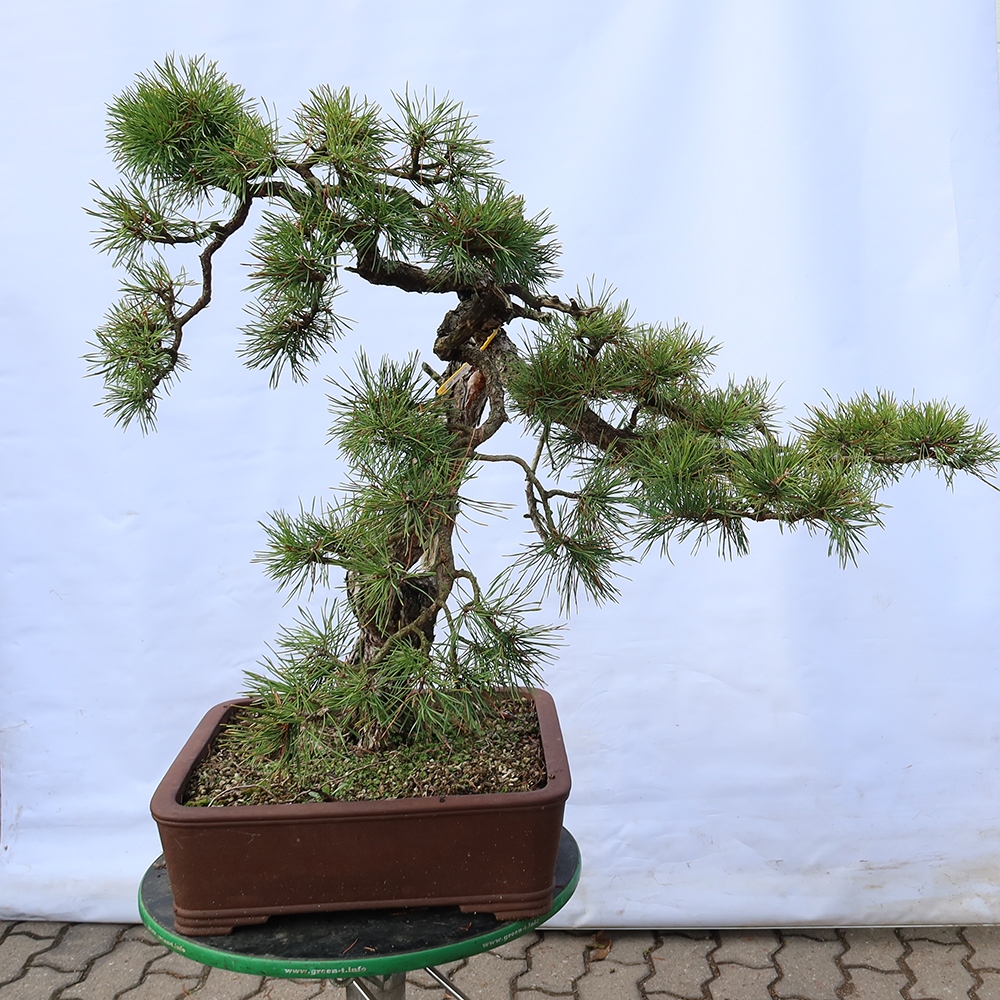 Pinus sylvestris Hiszpania – sosna zwyczajna