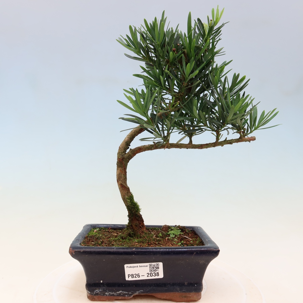 Pokój bonsai - Podocarpus - Kamienny cis