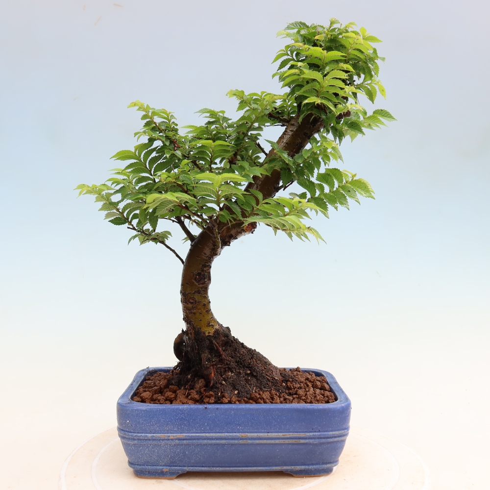 Bonsai ogrodowe – Ulmus Jacqueline Hillier – wiąz piękny