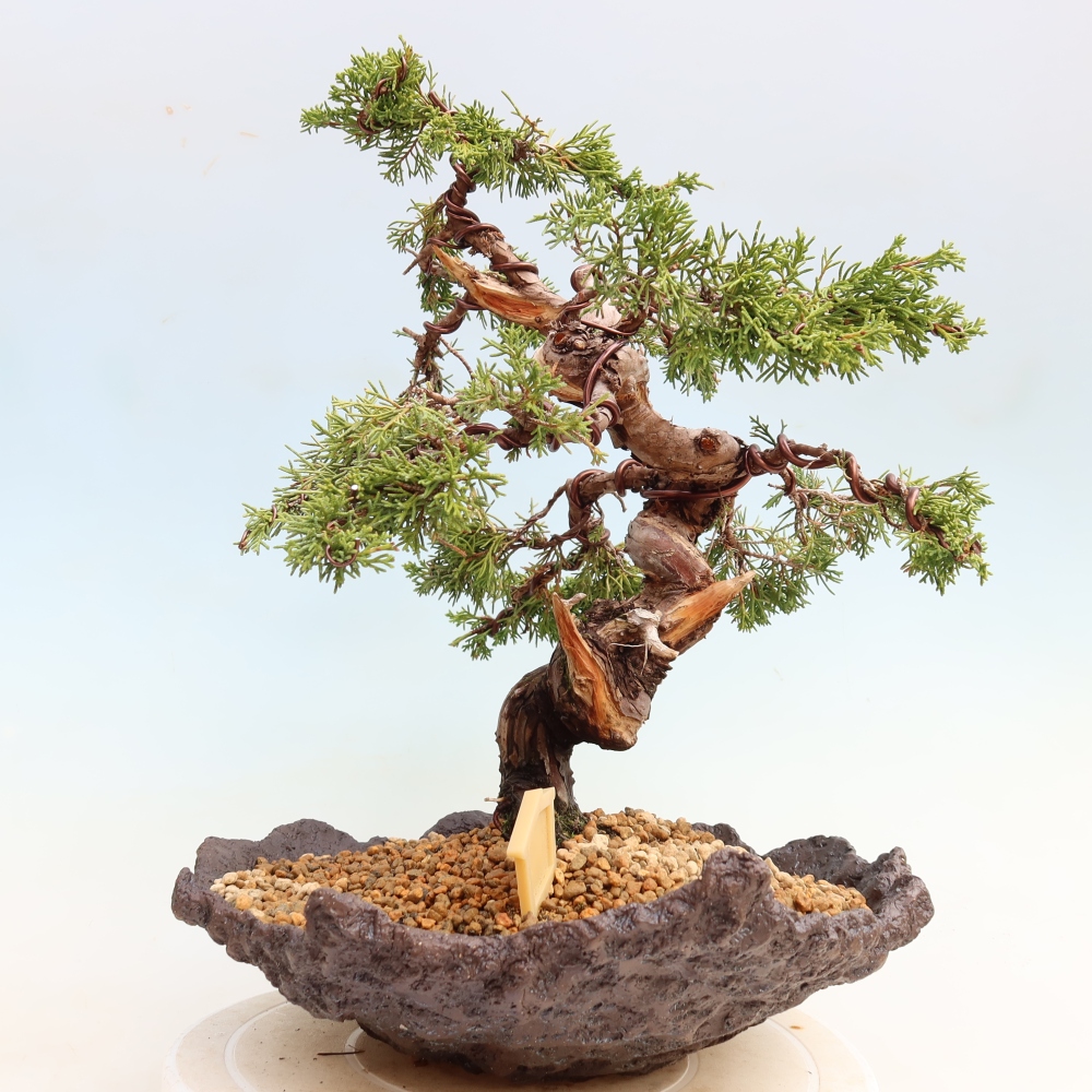 Bonsai ogrodowe – Juniperus chinensis Itoigawa – jałowiec chiński