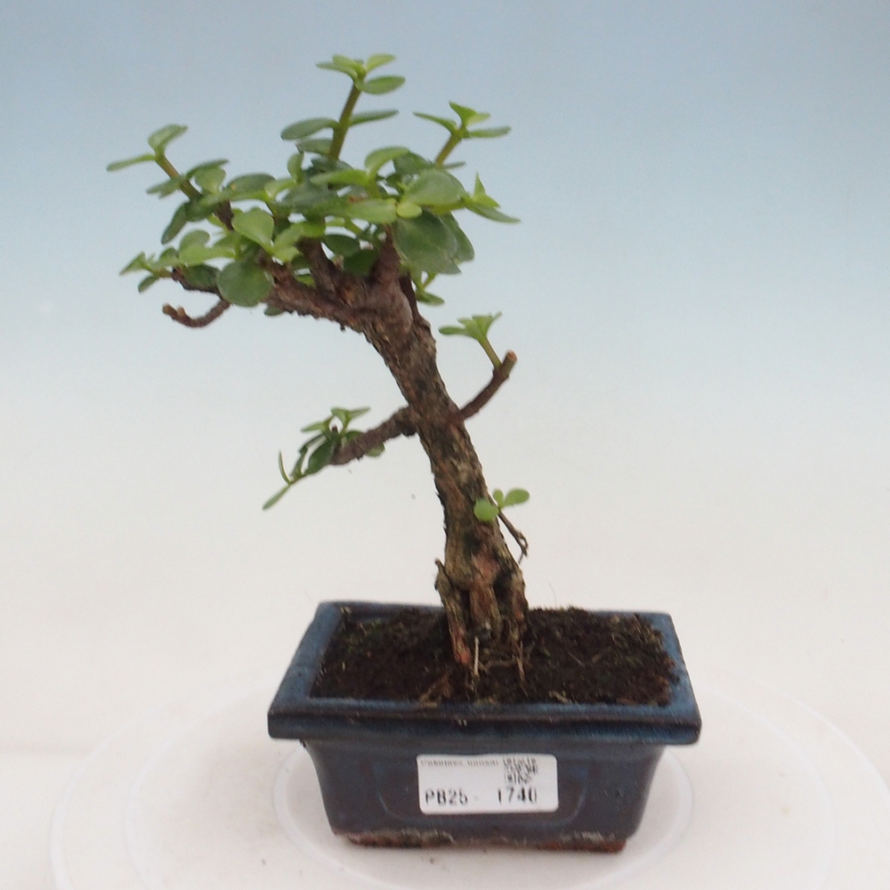 Kryte bonsai - Portulakaria Afra - Tlustice