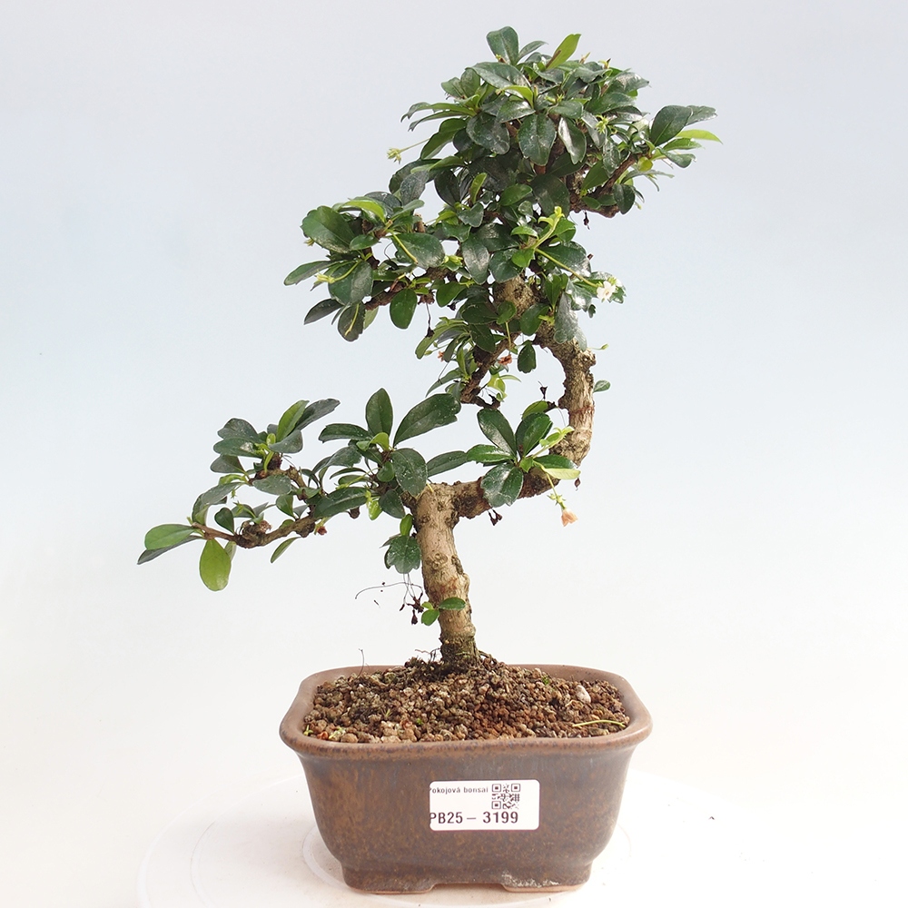 Bonsai wewnętrzne - Carmona makrophylla - Herbata Fuki