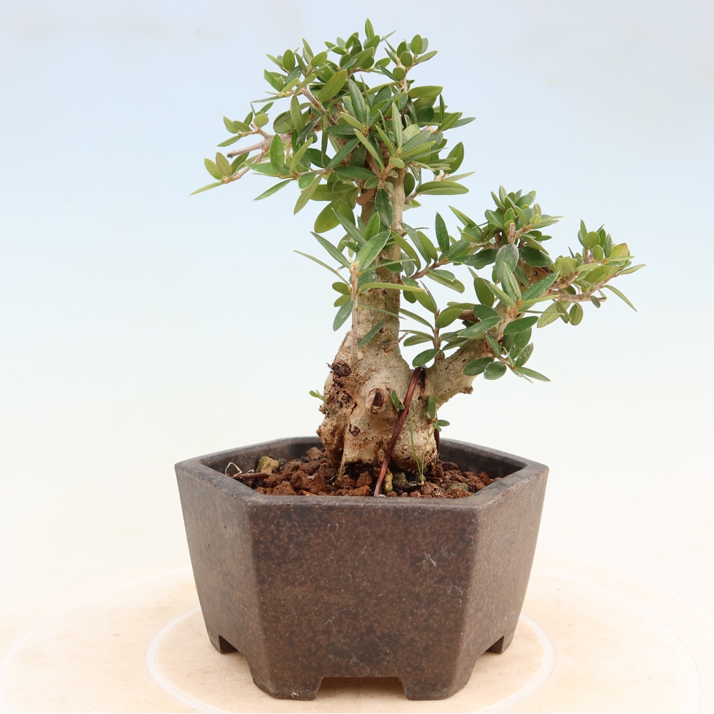 Bonsai do wnętrz - Olea europaea sylvestris