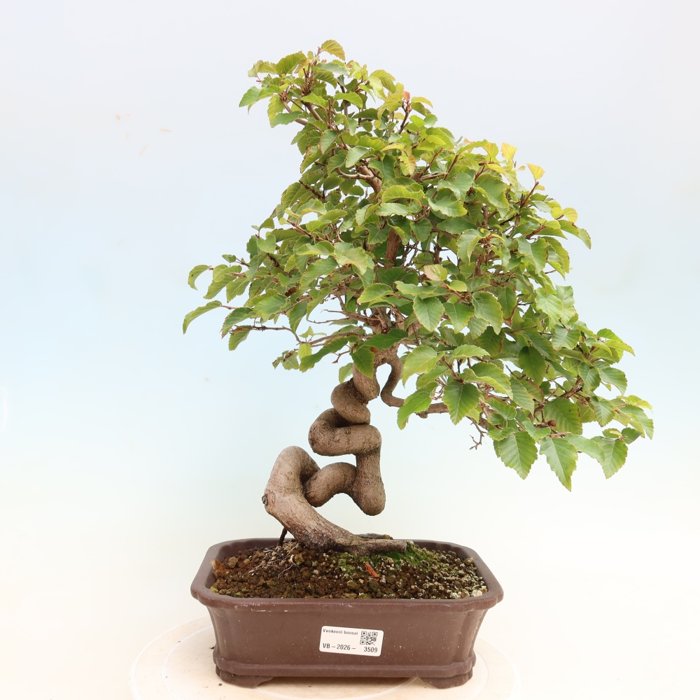 Outdoor bonsai - Carpinus CARPINOIDES - grab koreański