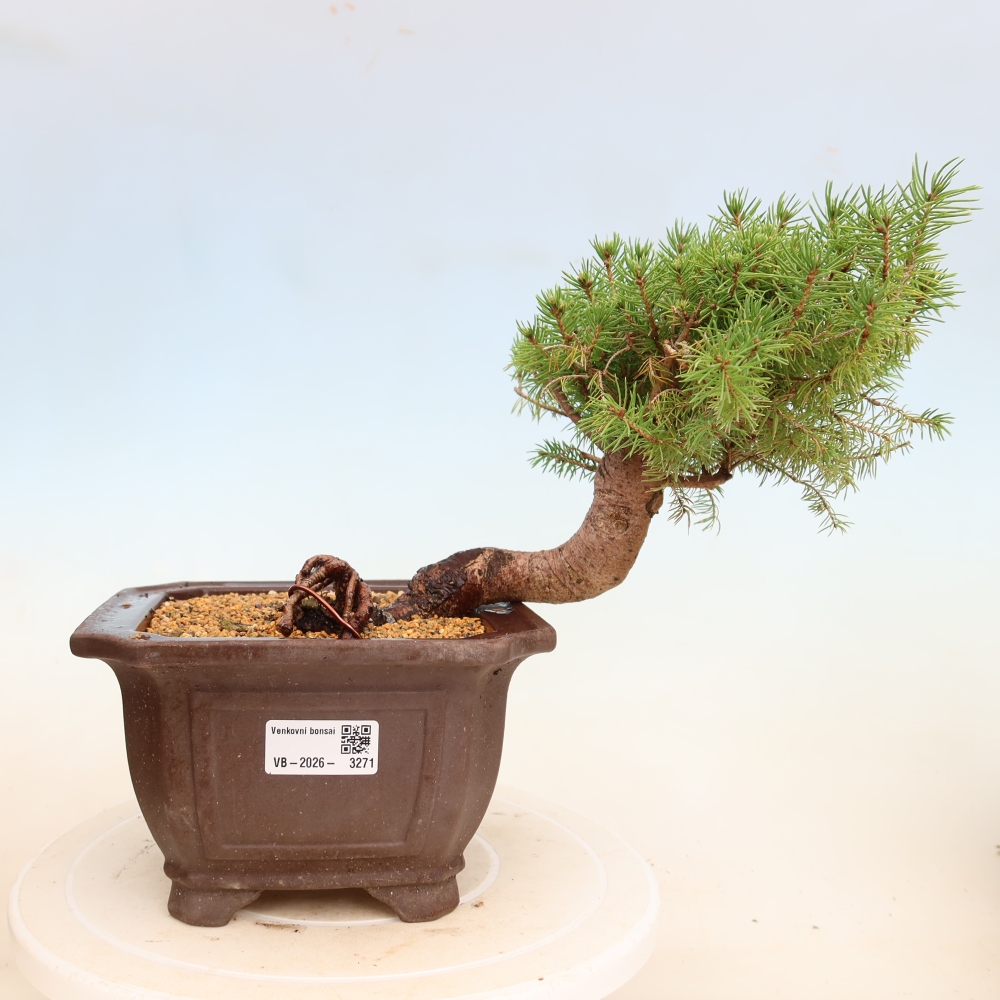 Outdoor bonsai - Świerk pospolity - Picea glauca globe