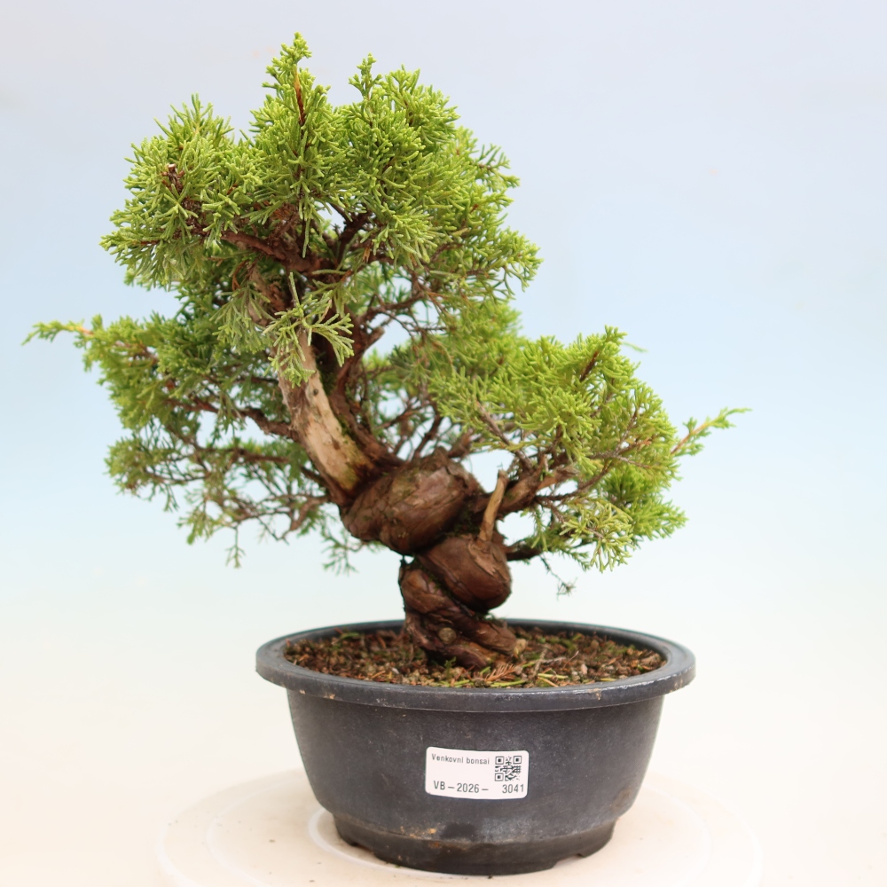 Bonsai ogrodowe – Juniperus chinensis Itoigawa – jałowiec chiński