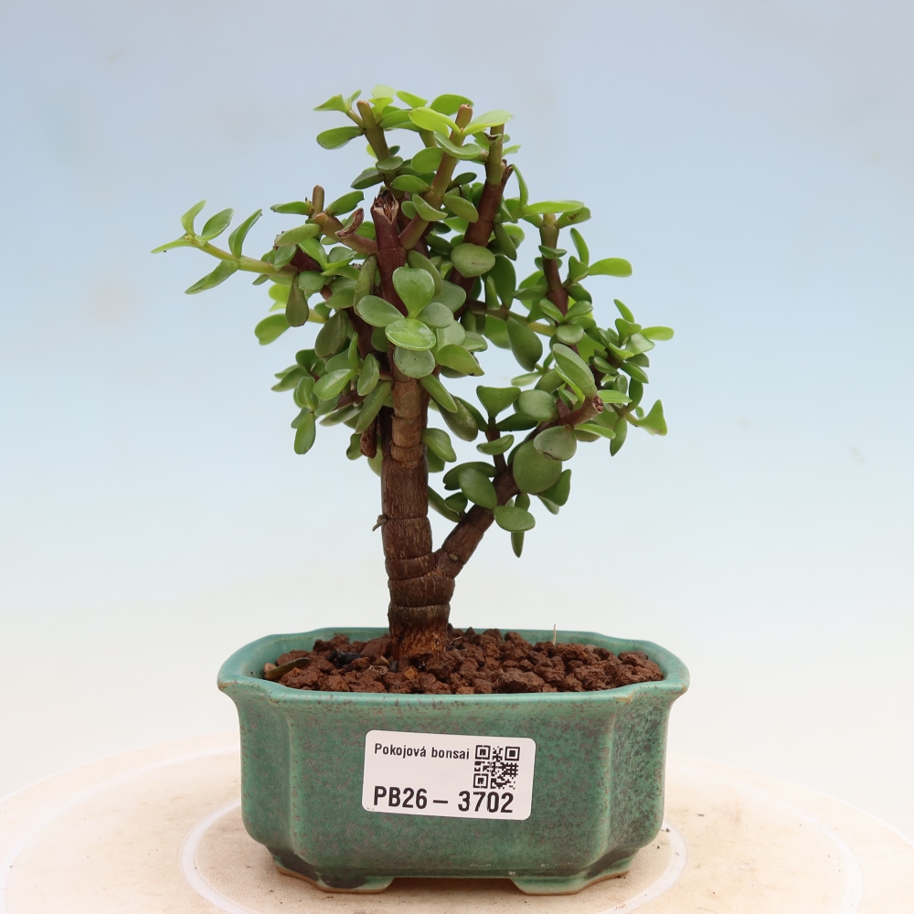 Pokój bonsai - Portulakaria Afra - Tlustice