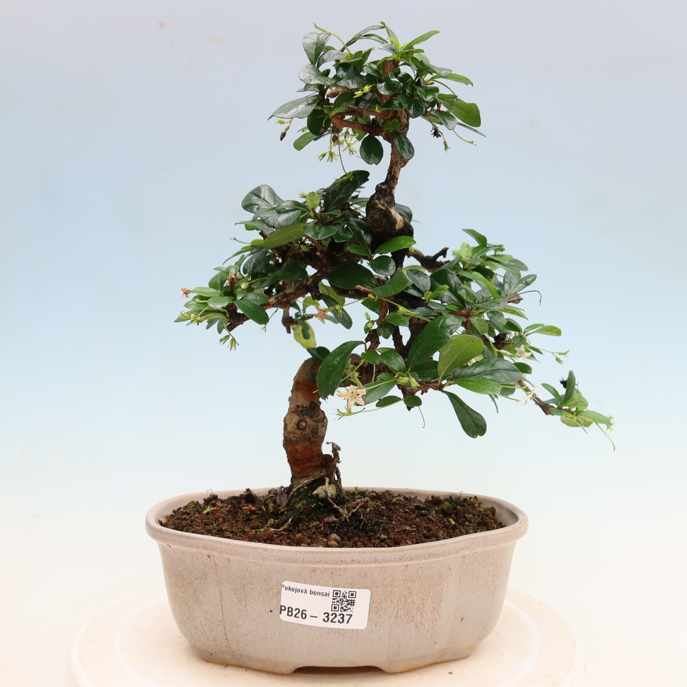 Bonsai pokojowe - Carmona macrophylla - Tea fuki