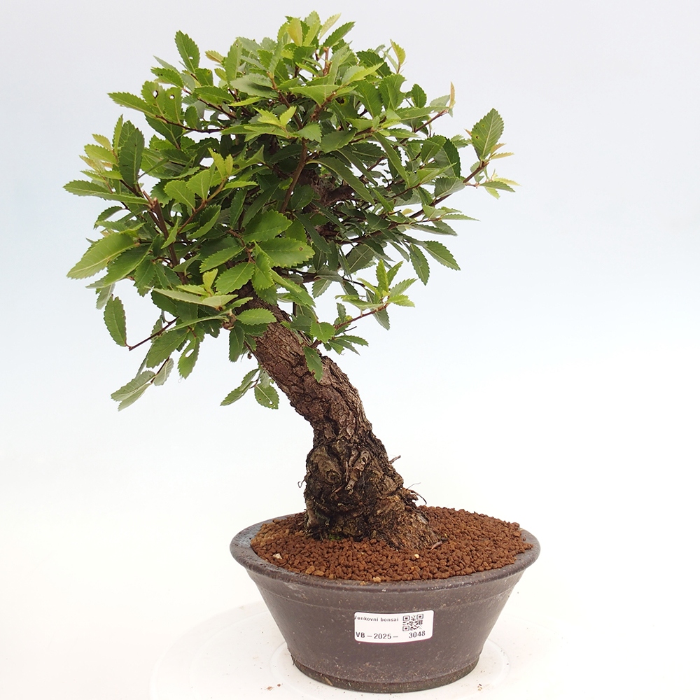 Bonsai na zewnątrz - Zelkova - Zelkova serrata