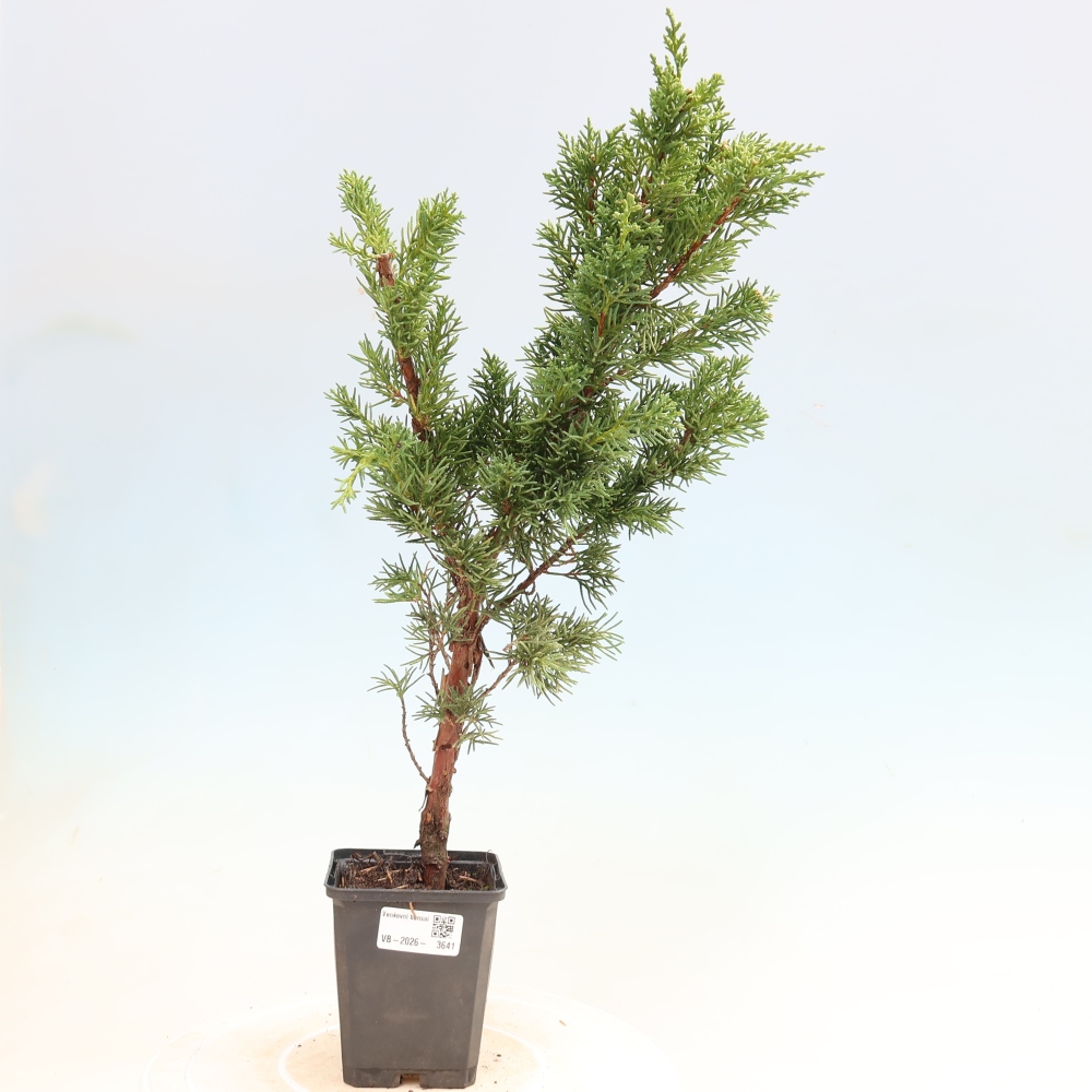 Outdoor bonsai - Juniperus chinensis Kishu