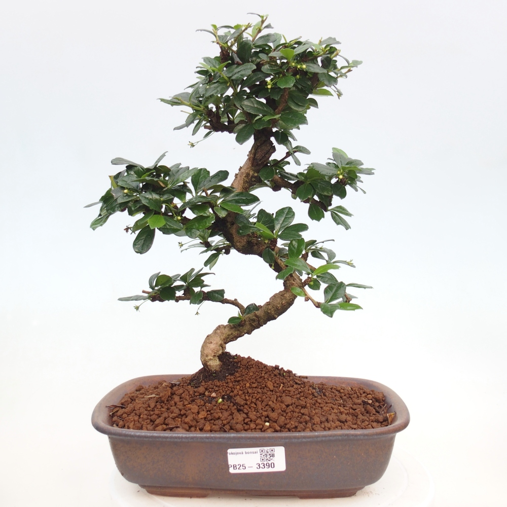 Bonsai pokojowe - Carmona macrophylla - Tea fuki