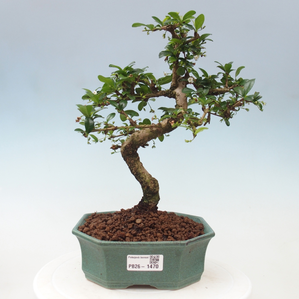 Bonsai pokojowe - Carmona macrophylla - Tea fuki