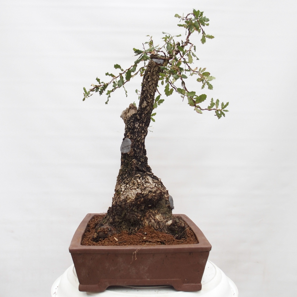 Yamadori - Quercus Ilex - Dąb ostrokrzewowy