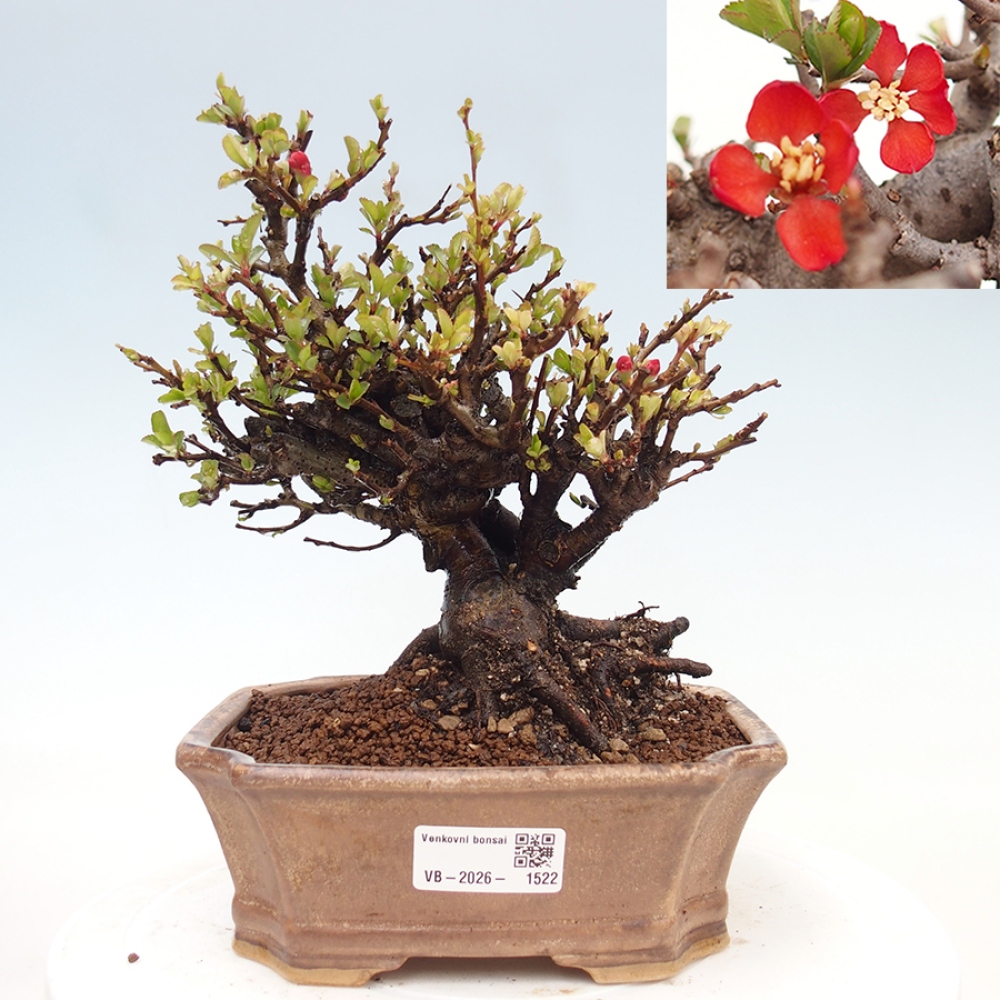 Bonsai zewnętrzne - Chaneomeles speciosa - Pigwa