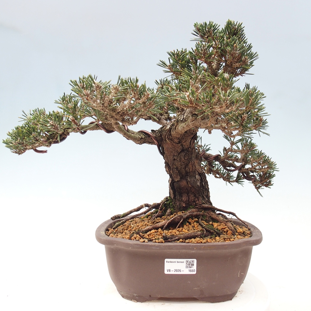 Outdoor bonsai - Pinus thunbergii Kotobuki - Sosna Thunberga