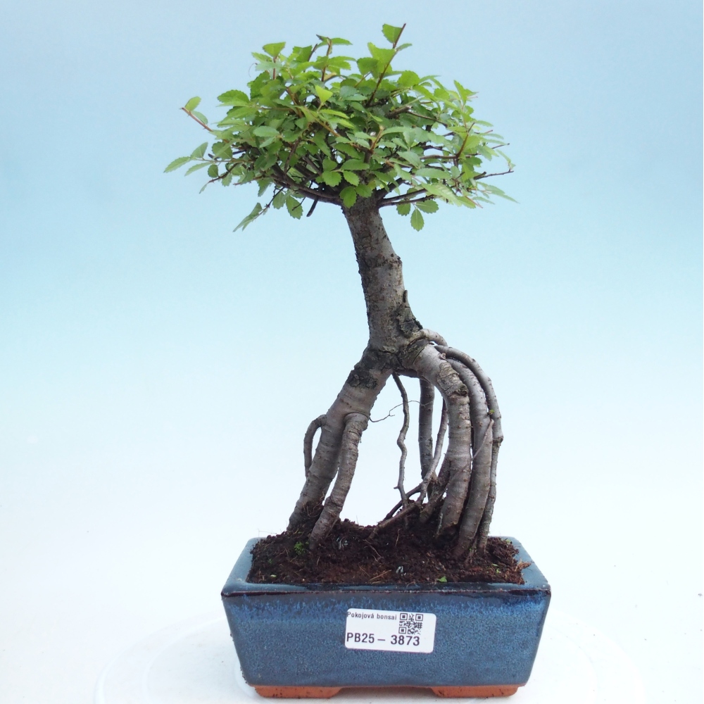 Pokój bonsai - Ulmus parvifolia - Wiąz drobnolistny