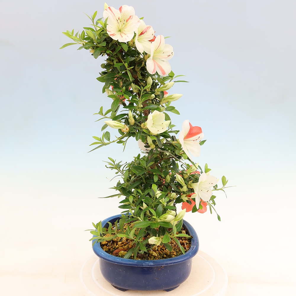 Bonsai zewnętrzne - Azalia japońska - Azalia Asahi-no-izumi