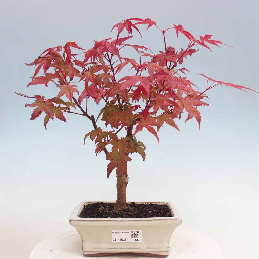 Outdoor bonsai - Acer palmatum DESHOJO