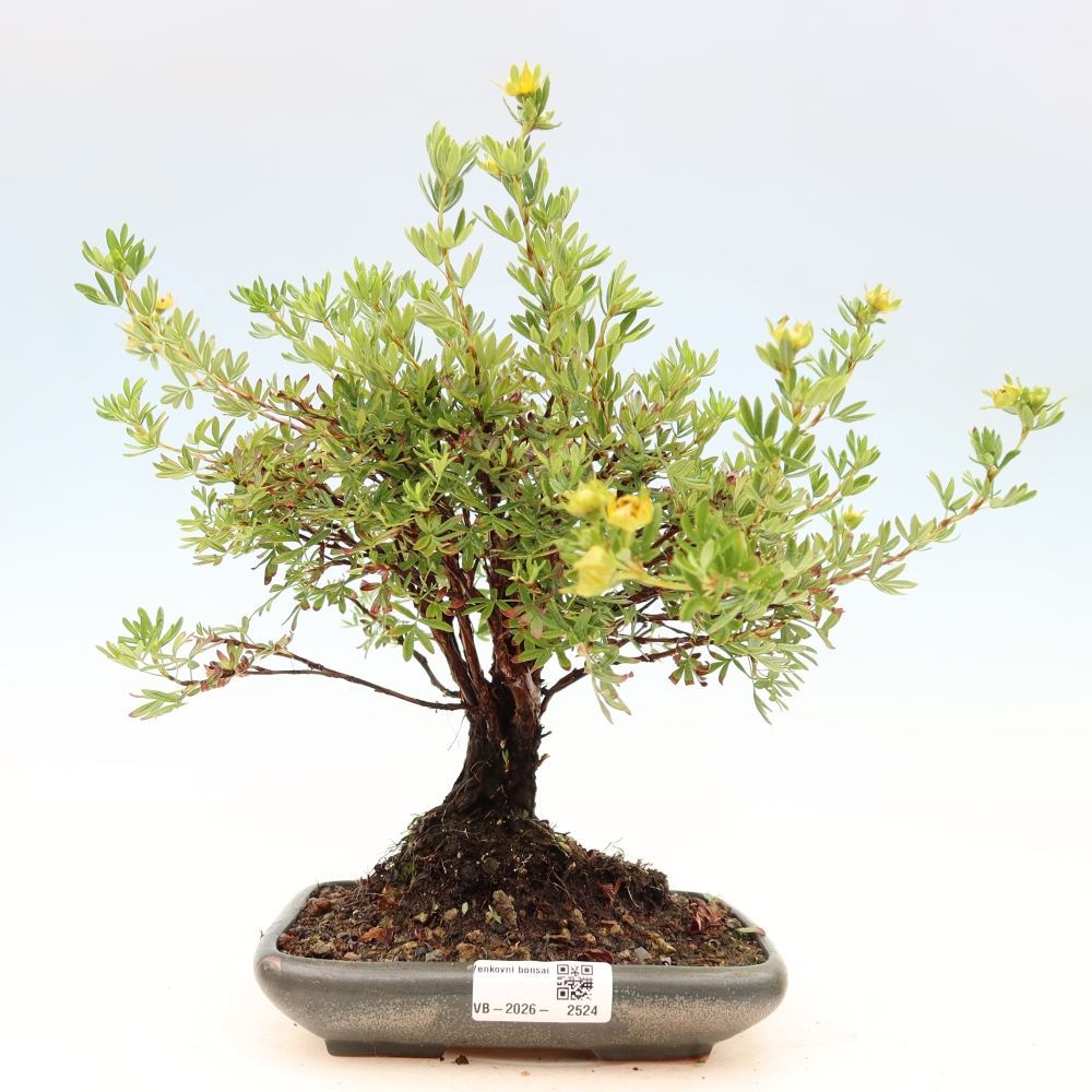 Bonsai zewnętrzne - Potentila fruticosa