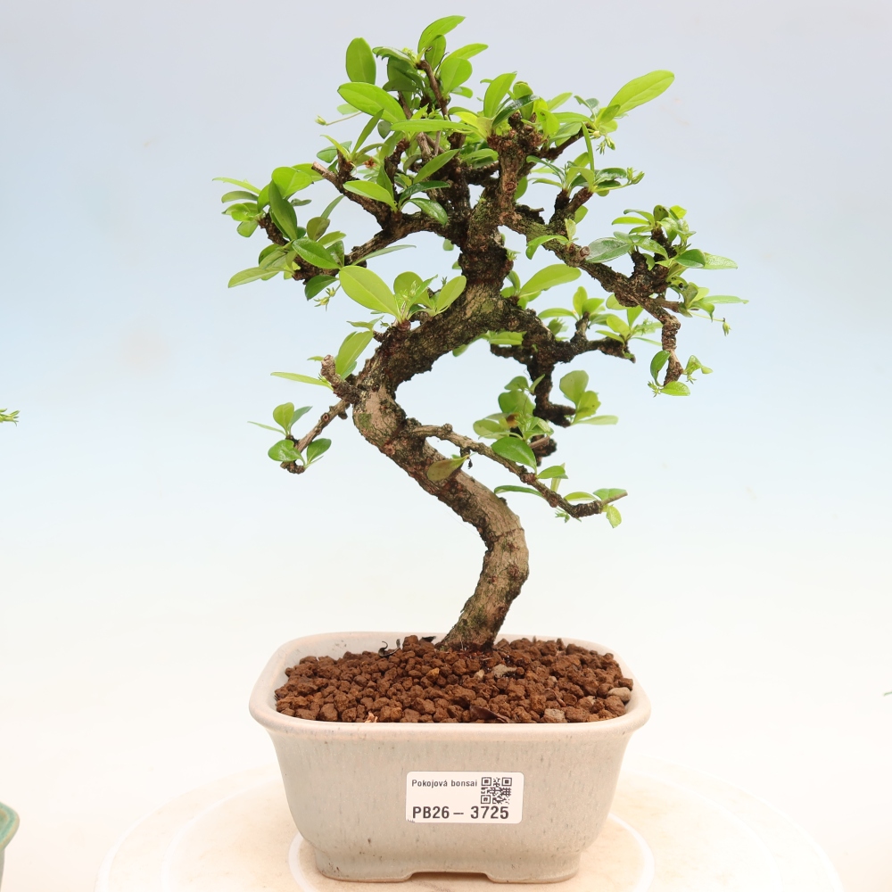 Bonsai pokojowe - Carmona macrophylla - Tea fuki