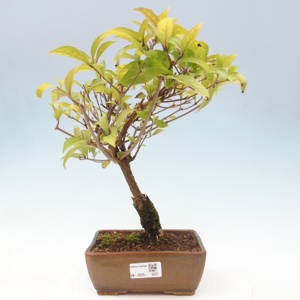 Outdoor bonsai - callicarpa jap Leucocarpa