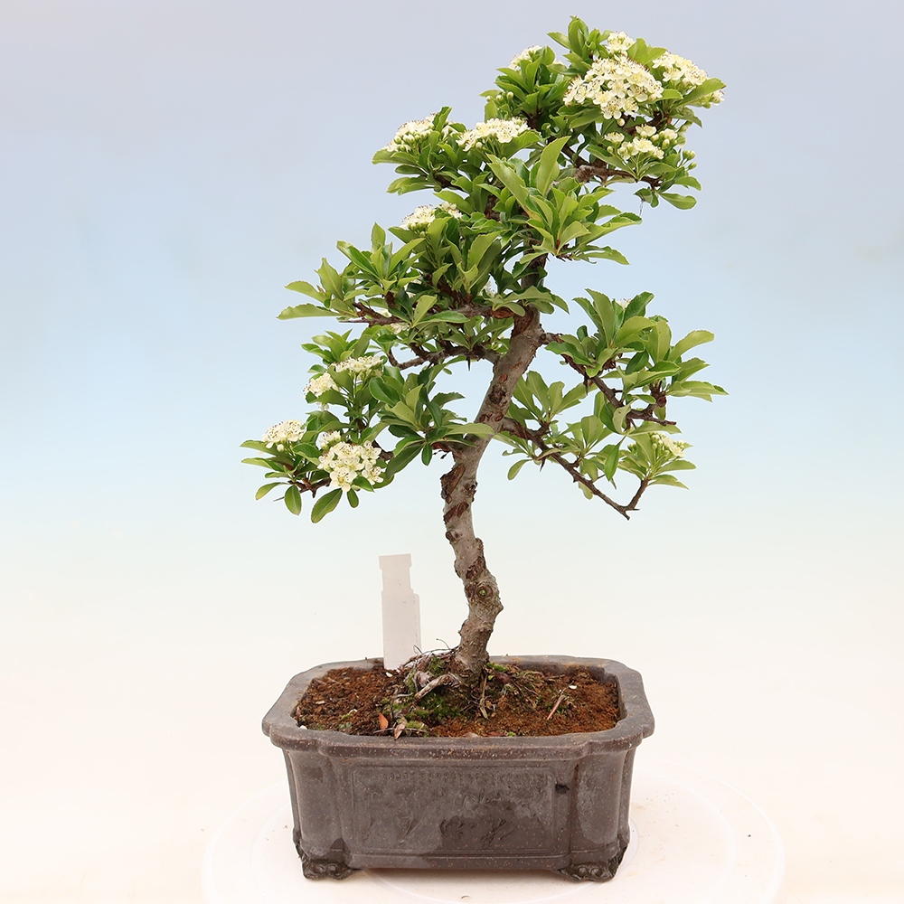 Bonsai ogrodowe – Pyracantha teton – ognik szkarłatny