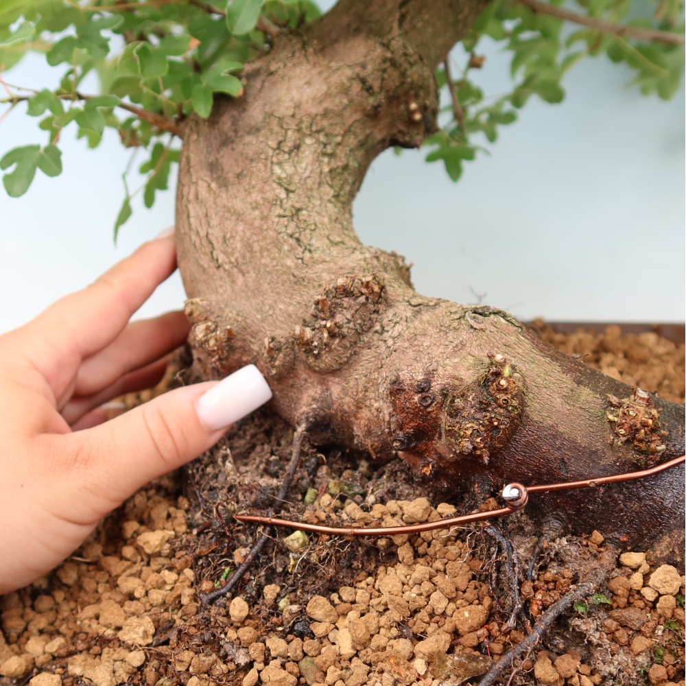 Bonsai ogrodowe – klon polny – Acer campestre