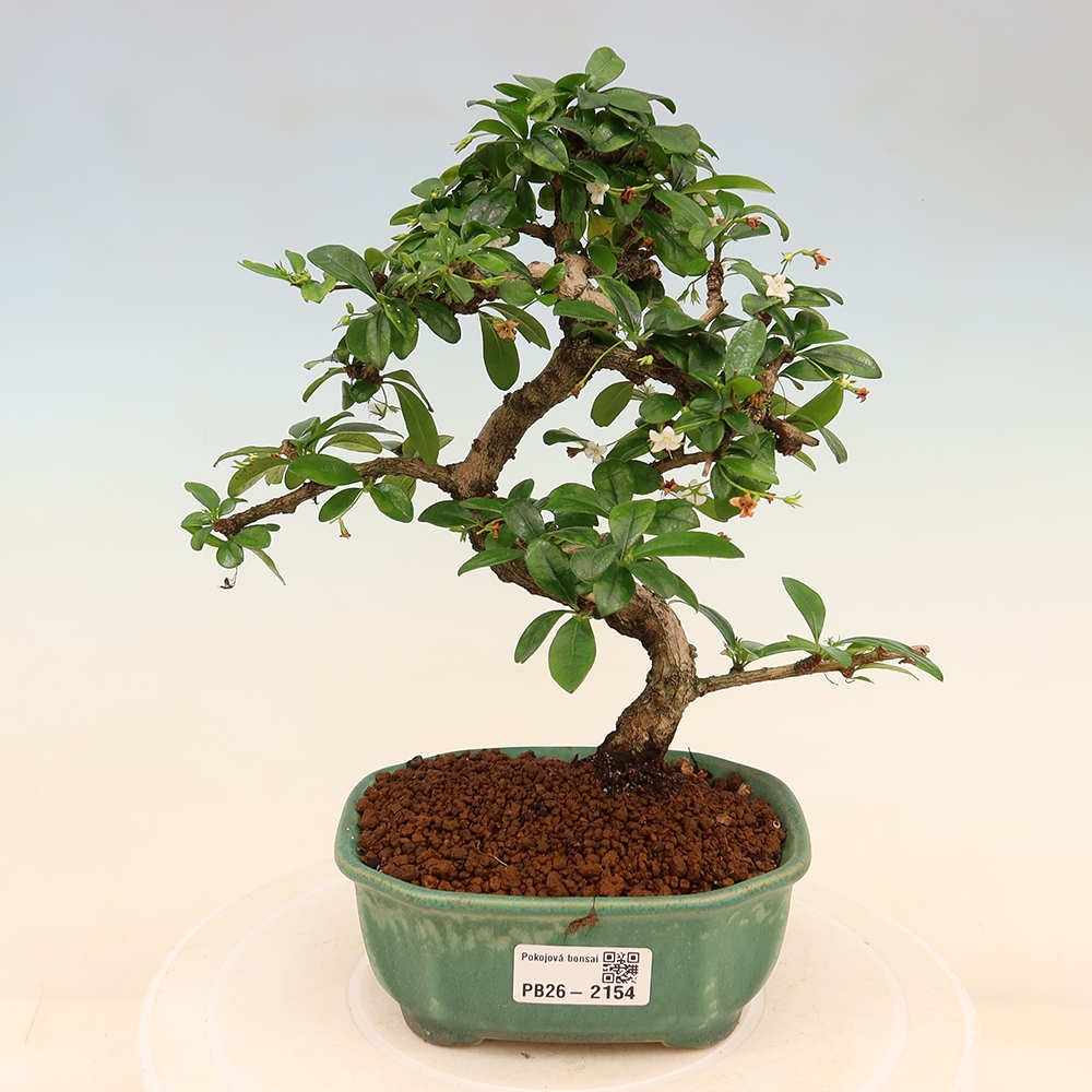 Bonsai pokojowe - Carmona macrophylla - Tea fuki