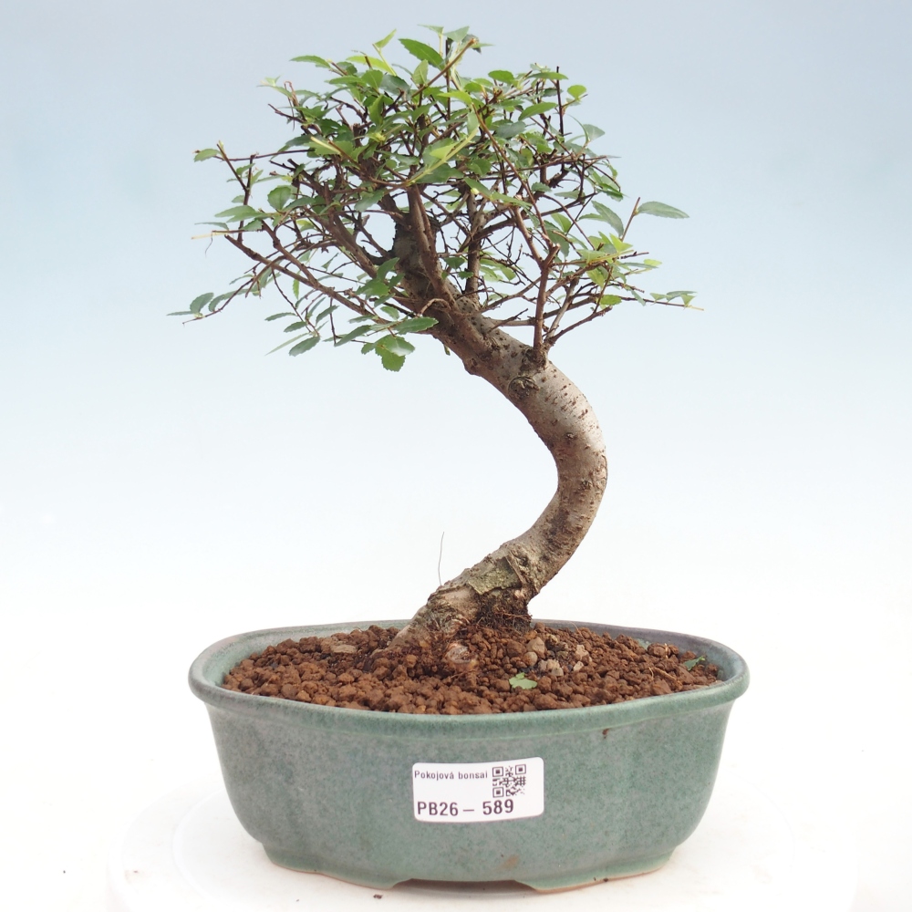 Pokój bonsai - Ulmus parvifolia - Wiąz drobnolistny