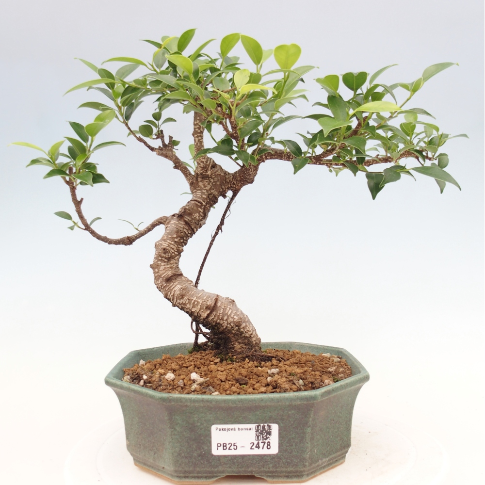 Kryty bonsai - Ficus retusa - figowiec drobnolistny