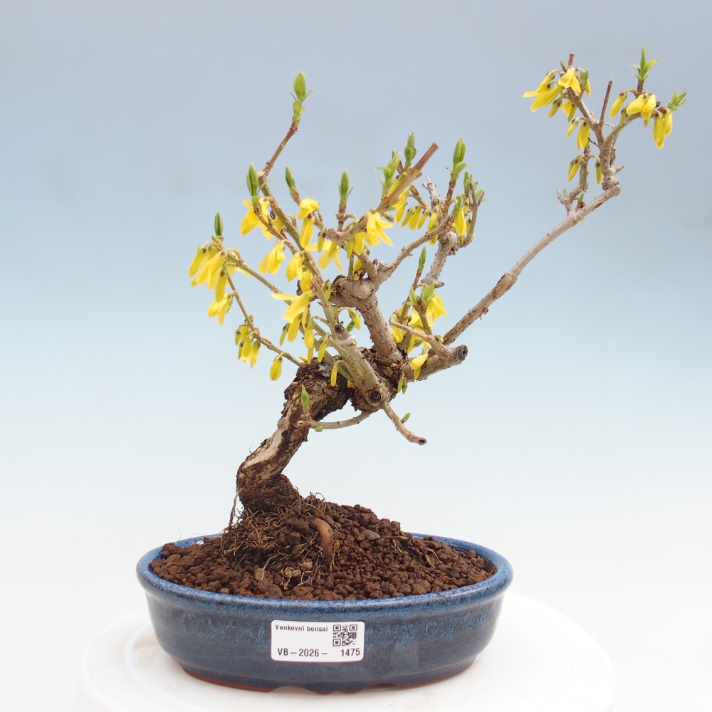 Outdoor bonsai - Zlatice - Forsycja koreańska