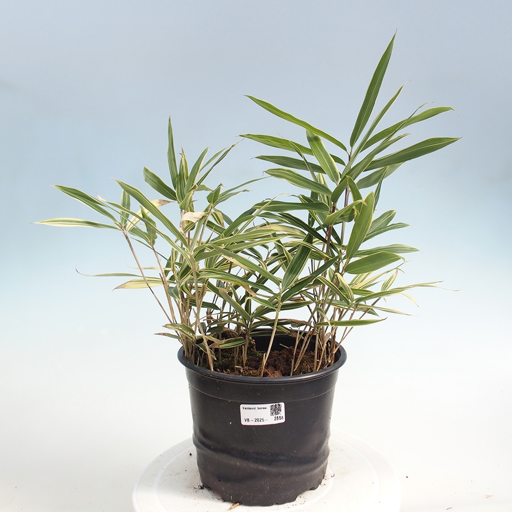 Bonsai zewnętrzne - Sasaella masamuneana Albostriata - Bambus