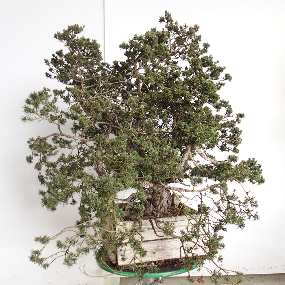 Yamadori - Pinus sylvestris Hiszpania