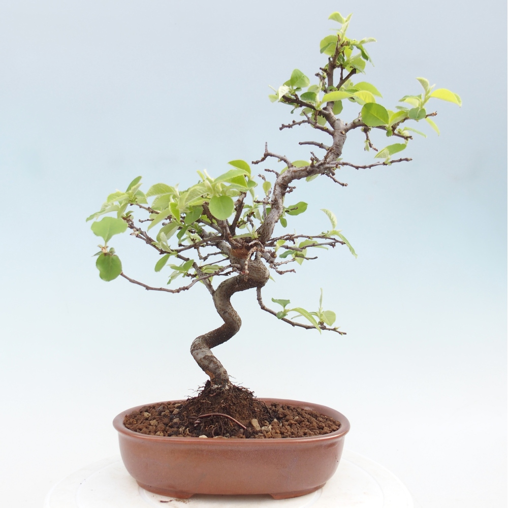 Bonsai zewnętrzne - Chaneomeles chinensis
