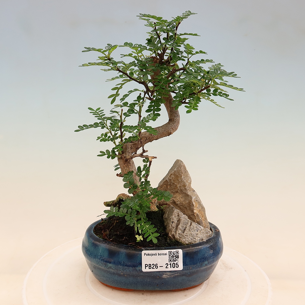 Pokój bonsai - Zantoxylum piperitum - drzewo pieprzowe