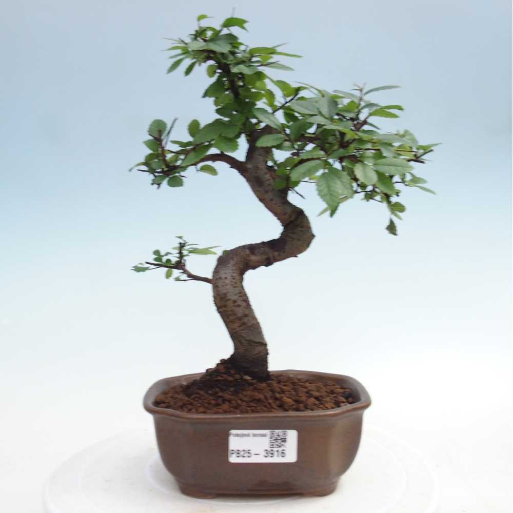 Pokój bonsai - Ulmus parvifolia - Wiąz drobnolistny