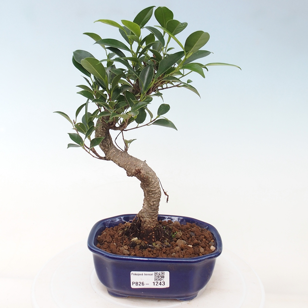 Pokój bonsai - Ficus retusa - figowiec drobnolistny