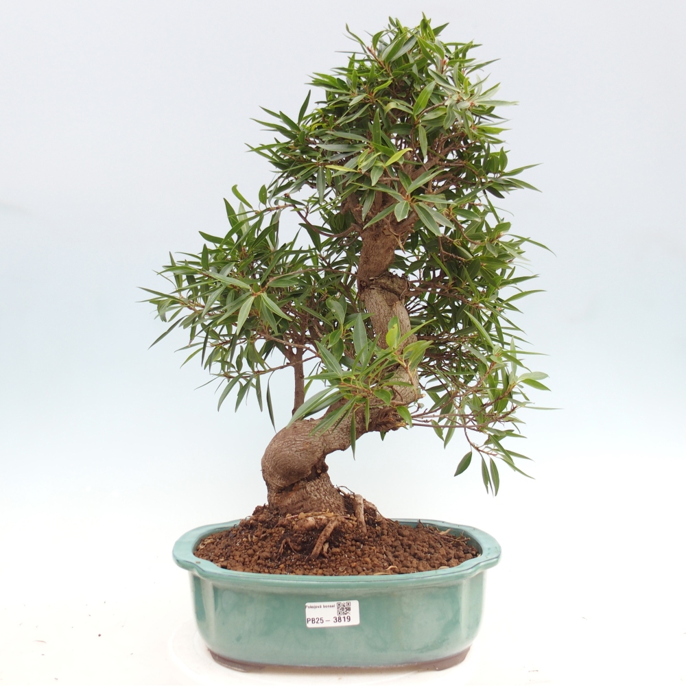 Pokój bonsai - Ficus nerifolia - figowiec drobnolistny