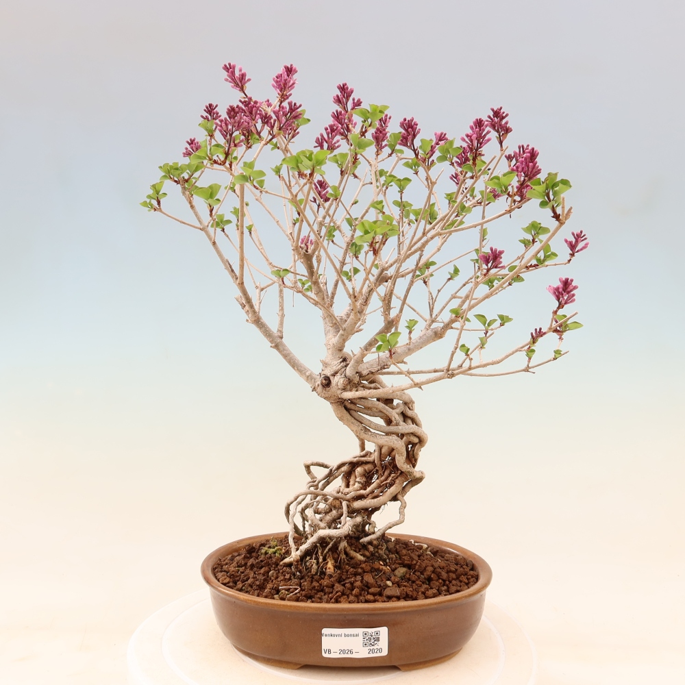 Outdoor bonsai - Syringa microphylla - liliowiec drobnokwiatowy
