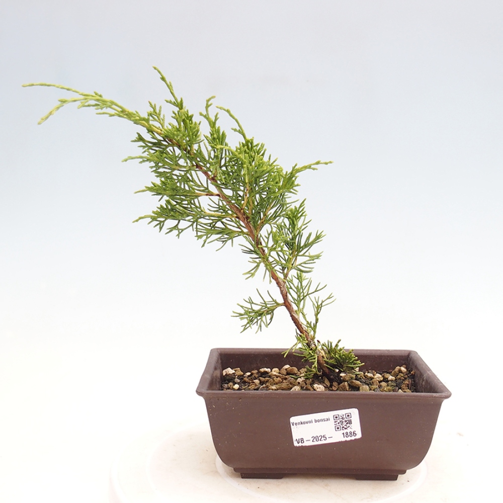 Outdoor bonsai - Juniperus chinensis Itoigawa - Jałowiec chiński