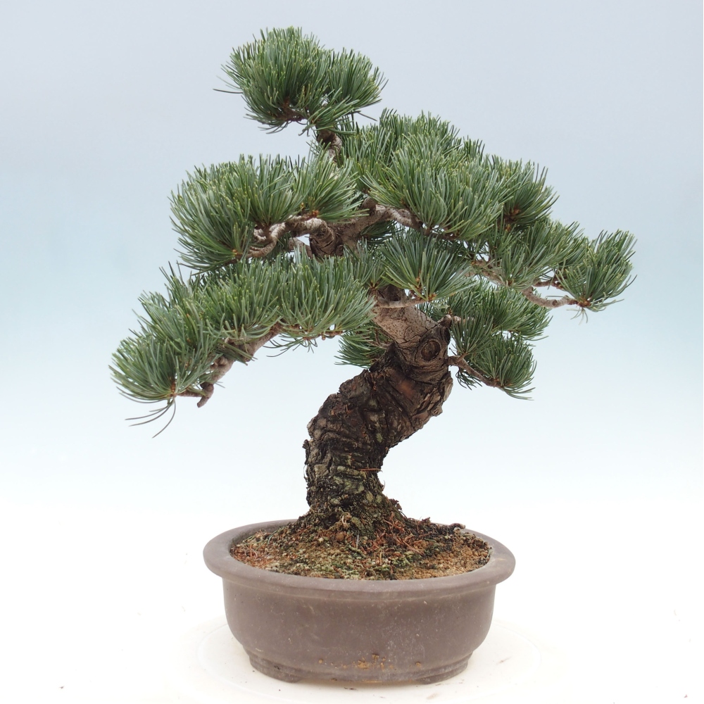 Outdoor bonsai - Pinus parviflora - Mała sosna