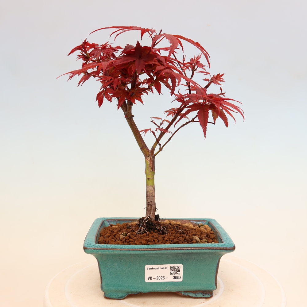 Bonsai ogrodowe – klon palmowy – Acer palmatum Berry Broom 