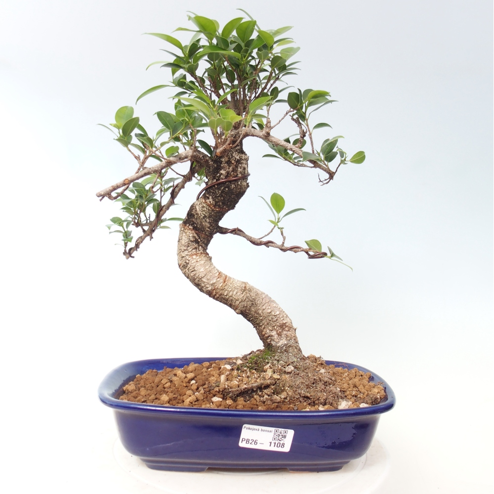 Pokój bonsai - Ficus kimmen - figowiec drobnolistny